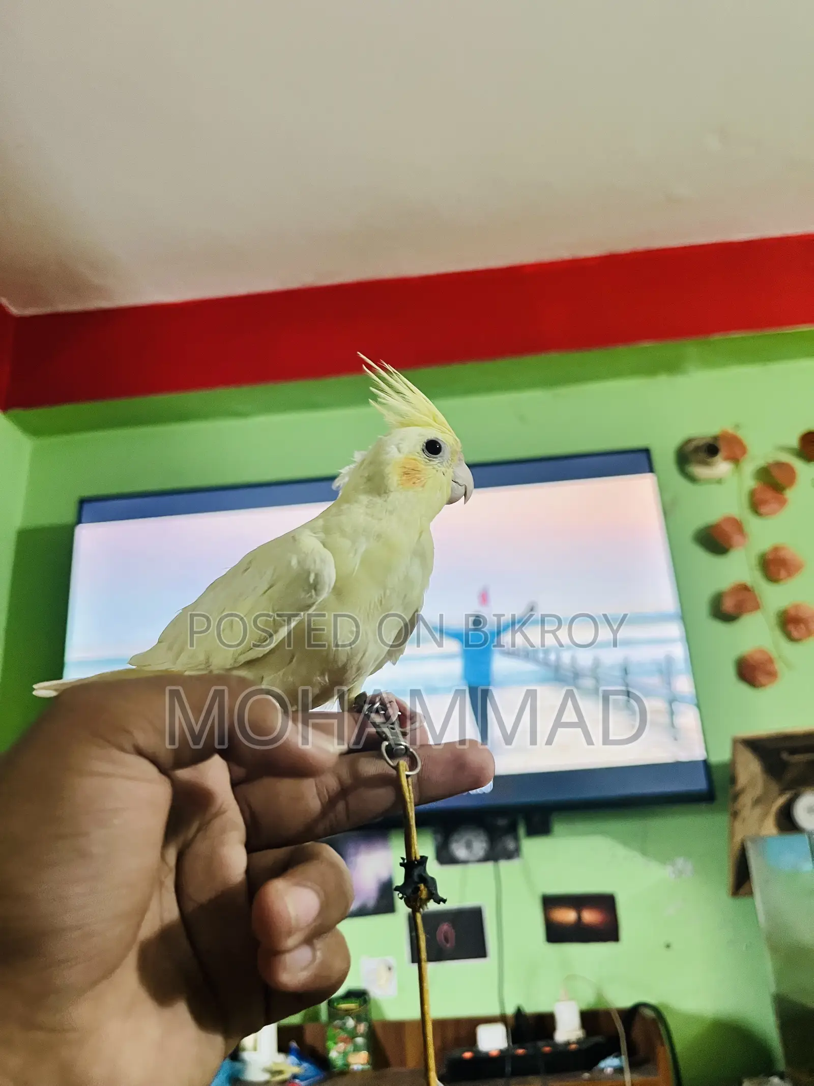 টেম করা কোকাটেল পাখি