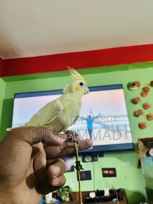টেম করা কোকাটেল পাখি