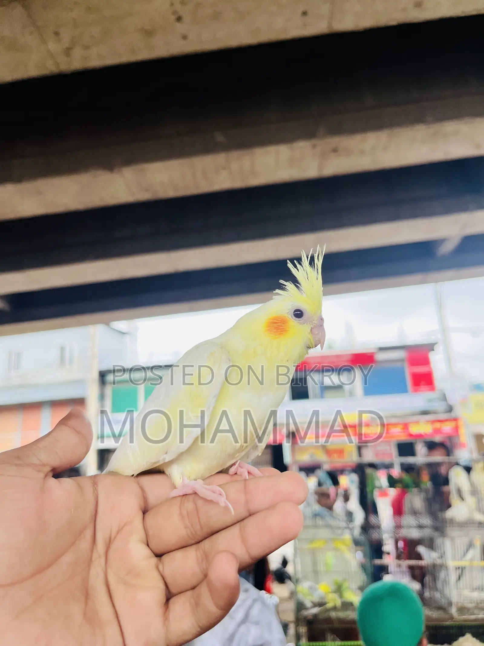 টেম করা কোকাটেল পাখি