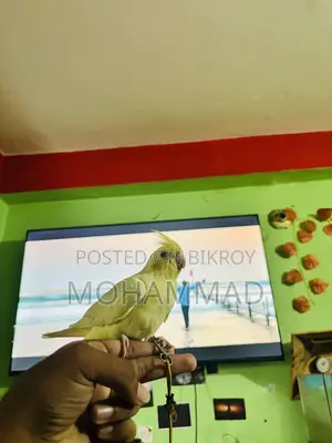 টেম করা কোকাটেল পাখি