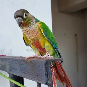 Conure (Pair)- Red Bellied Green Cheek Conure