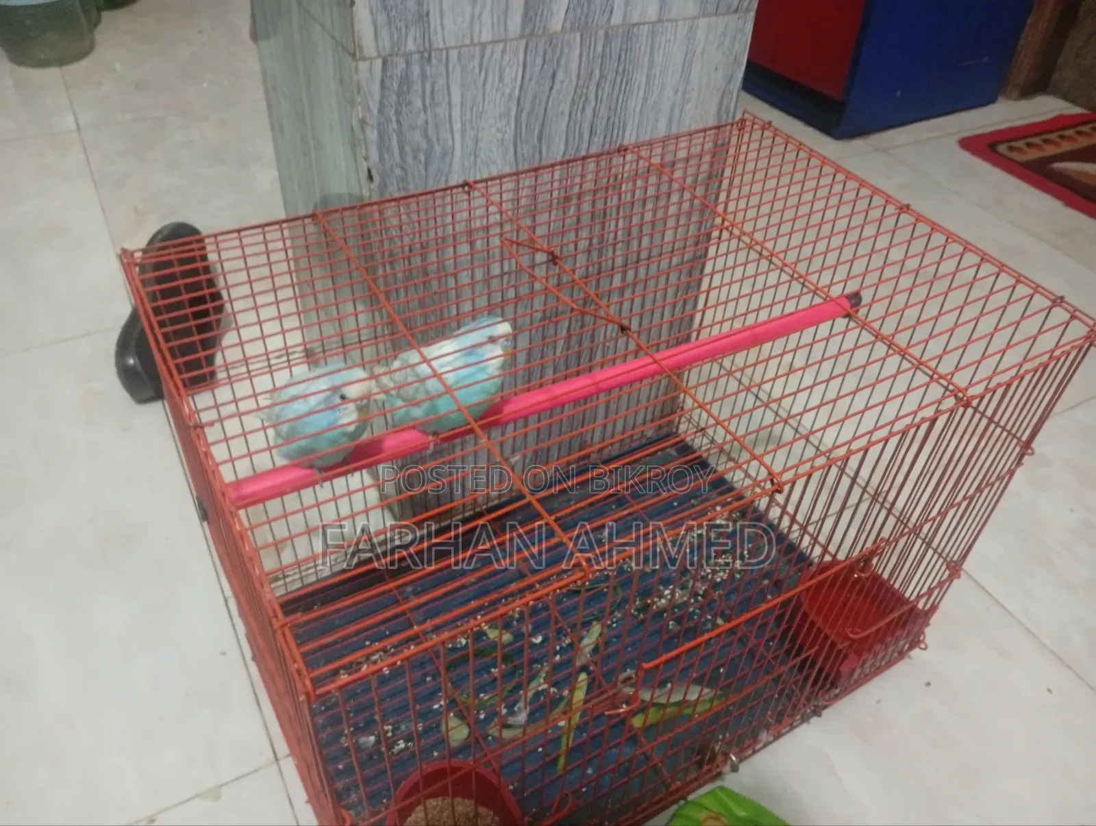 Bajigor Bird