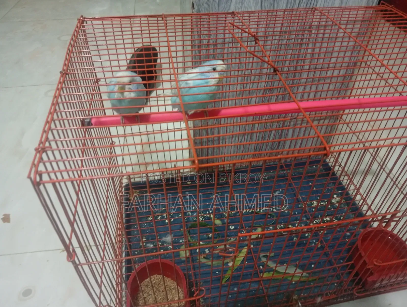 Bajigor Bird