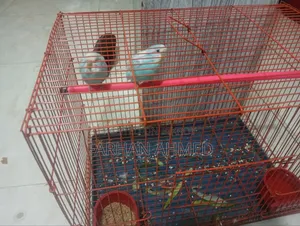 Bajigor Bird