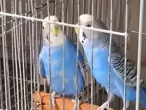 Adult Budgie Pair Running
