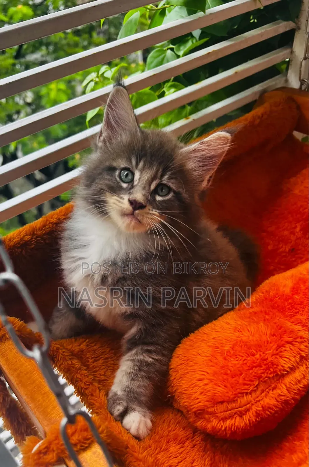 1-3 Months Female Purebred Maine Coon