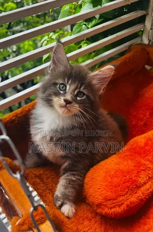 1-3 Months Female Purebred Maine Coon