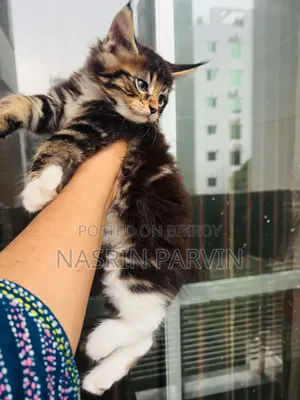 1-3 Months Female Purebred Maine Coon