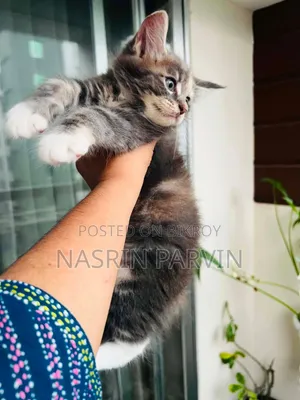 1-3 Months Female Purebred Maine Coon