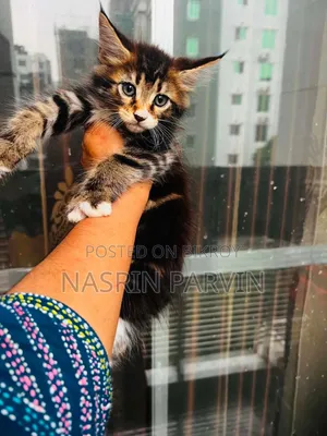 1-3 Months Female Purebred Maine Coon