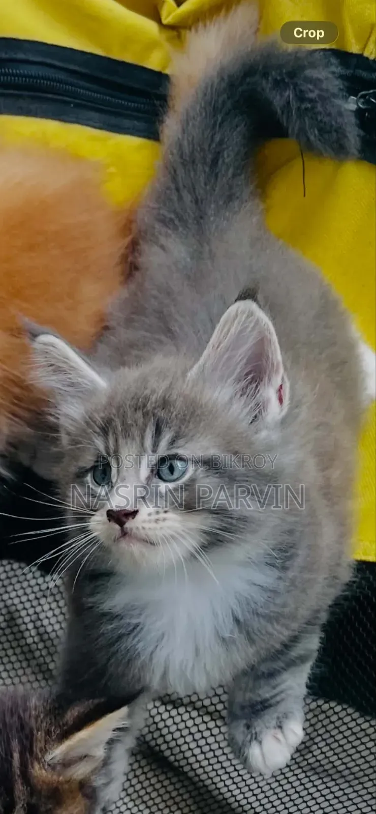 1-3 Months Female Purebred Maine Coon