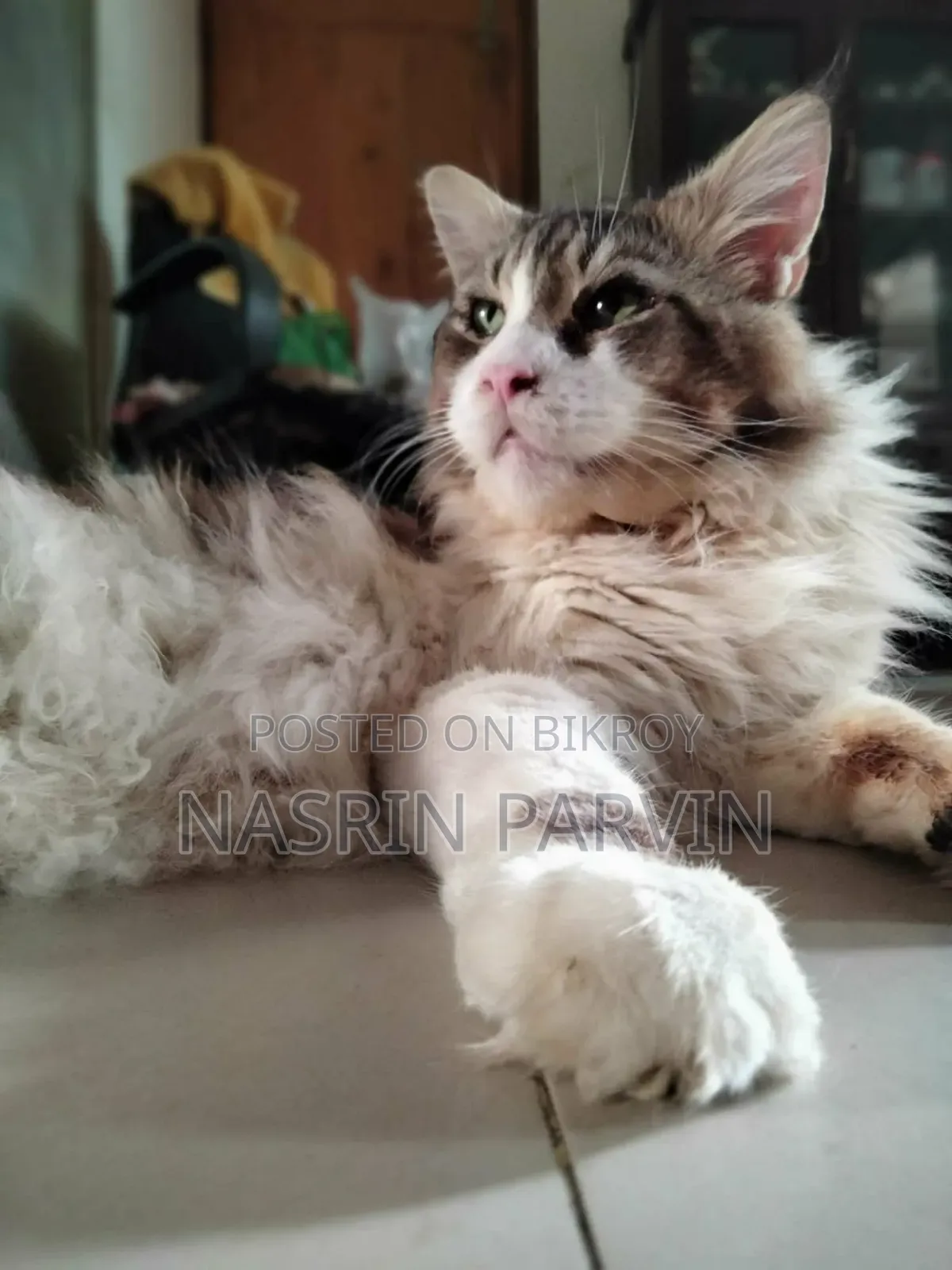 1-3 Months Female Purebred Maine Coon