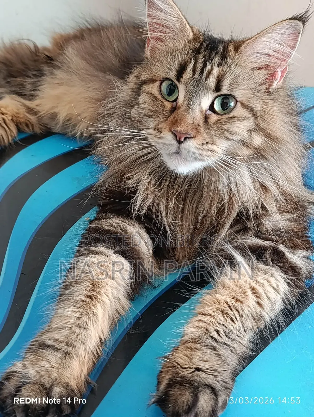 1-3 Months Female Purebred Maine Coon