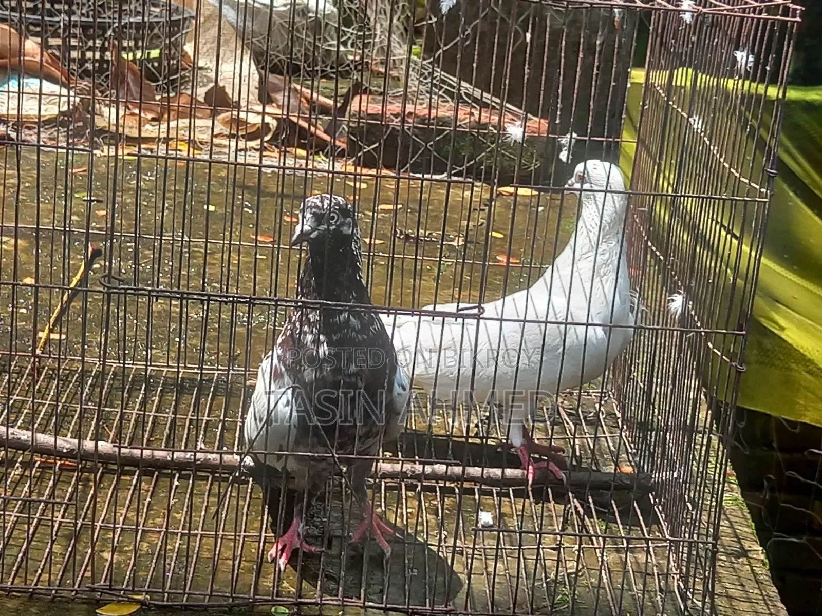 Running Pair of Pigeons