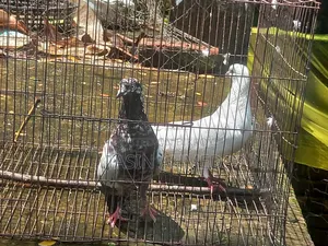 Running Pair of Pigeons