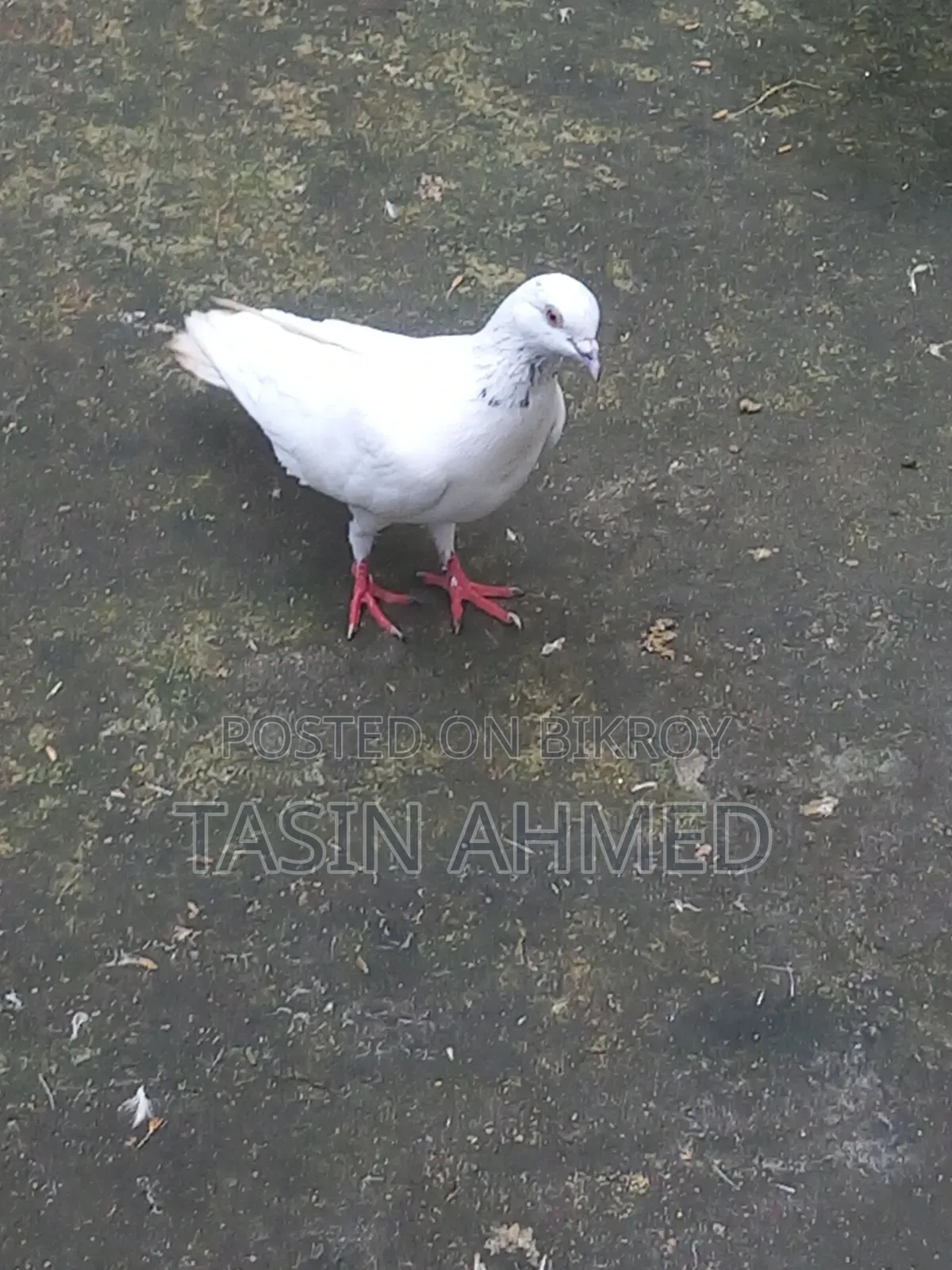 Running Pair of Pigeons