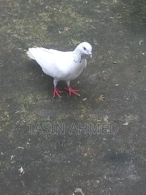 Running Pair of Pigeons