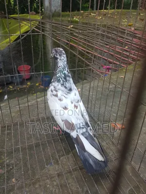 Running Pair of Pigeons