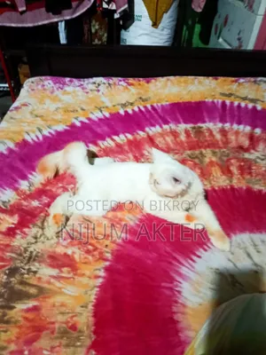 6-12 Months Female Purebred Persian