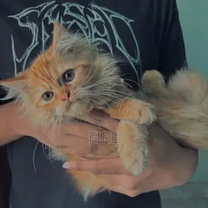 3-6 Months Female Purebred Persian