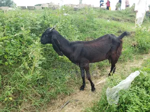 Goats for Sale