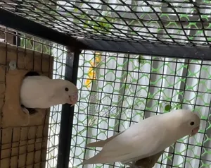 Healthy Running Lovebird Pair Full Albino.