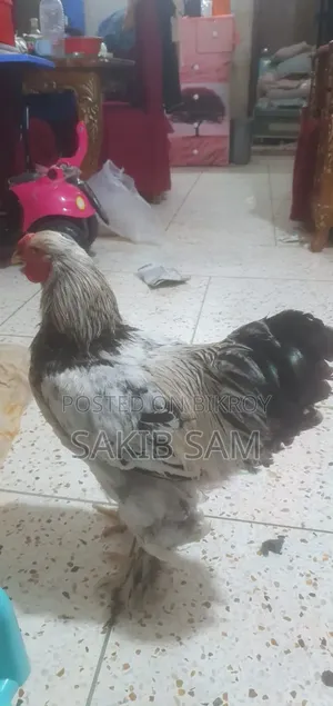 ব্রহ্মা মোরগ