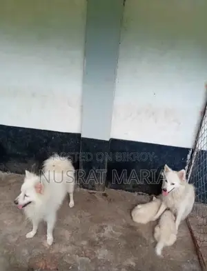 ১+ বছরের নারী পিওরব্রেড জাপানিজ স্পিৎজ