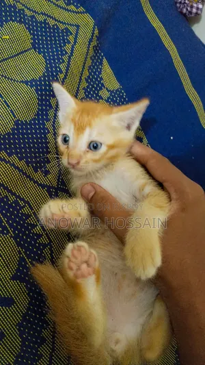 1-3 months Female Purebred Persian