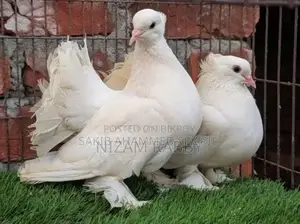 লক্ষা কবুতর