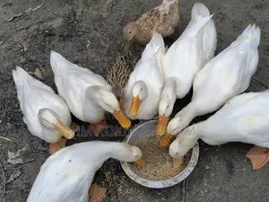 খামারের প্রাণী