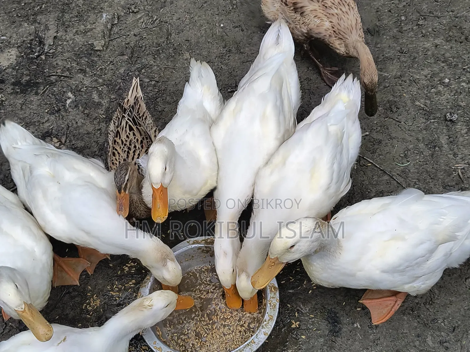 খামারের প্রাণী