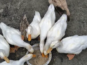 খামারের প্রাণী