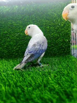Df Violet Ewing Oppaline Female