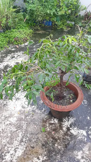 ফল গাছ বিক্রি হবে।।