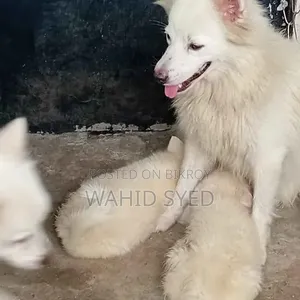 1+ Year Male Purebred Japanese Spitz