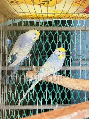 Rainbow Budgie