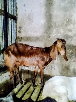 Shiri Goat Kid