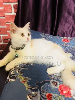3-6 Months Female Mixed Breed Persian