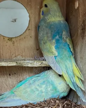 Rainbow Budgie Pair
