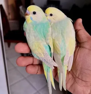 রেইনবো বাজিগার জোড়া