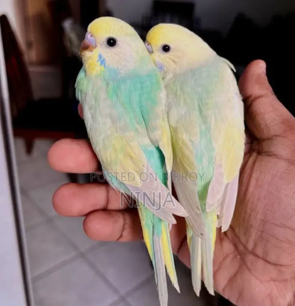 রেইনবো বাজিগার জোড়া
