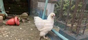 সিল্কি মোরগ