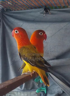 লাভ বার্ড ইউইং অপালাইন ফিশার