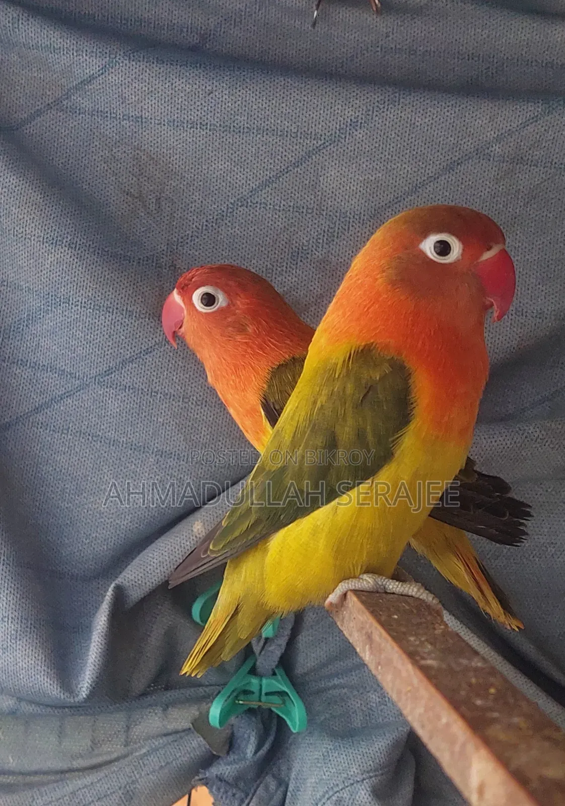 লাভ বার্ড ইউইং অপালাইন ফিশার