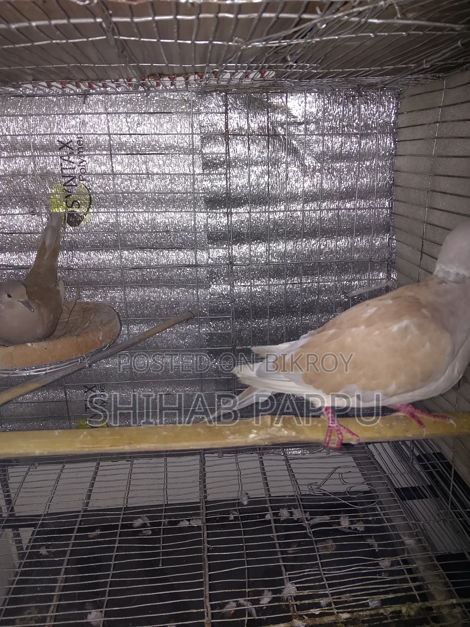 Dove