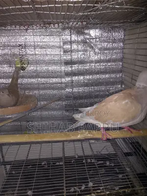 Dove