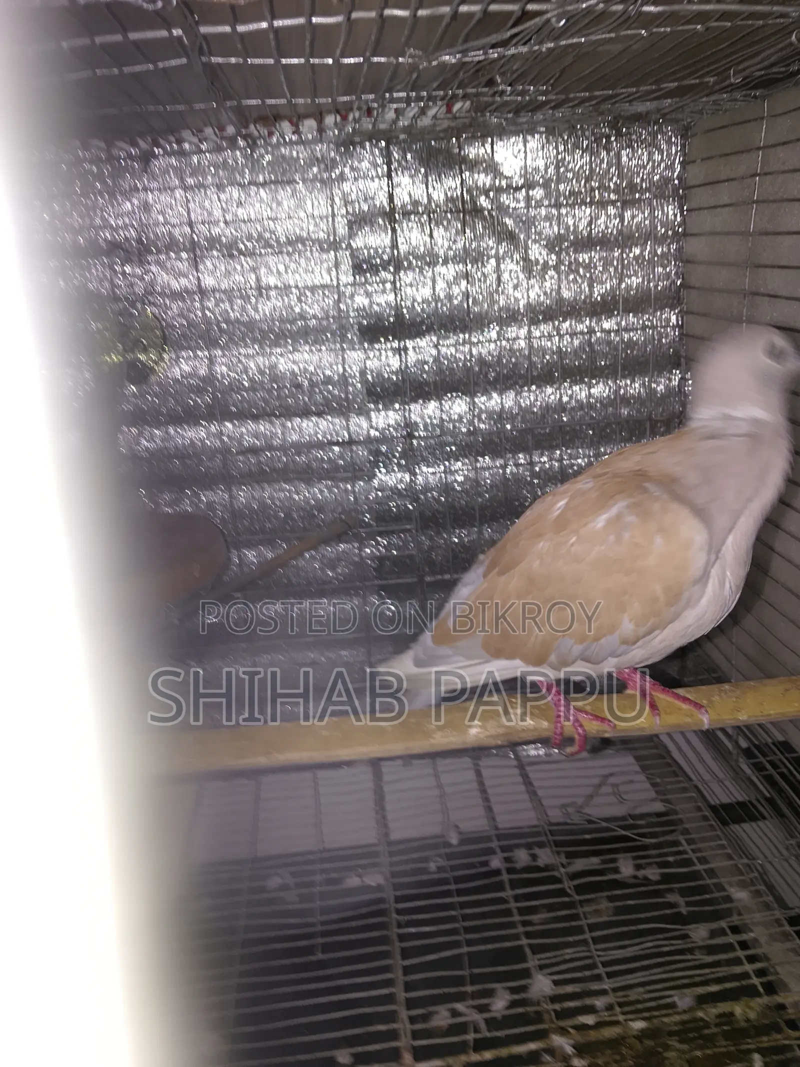 Dove
