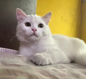 6-12 Months Male Mixed Breed Persian