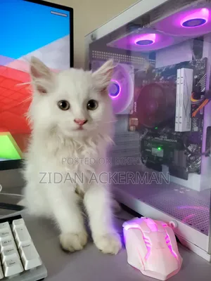 1-3 Months Male Purebred Persian